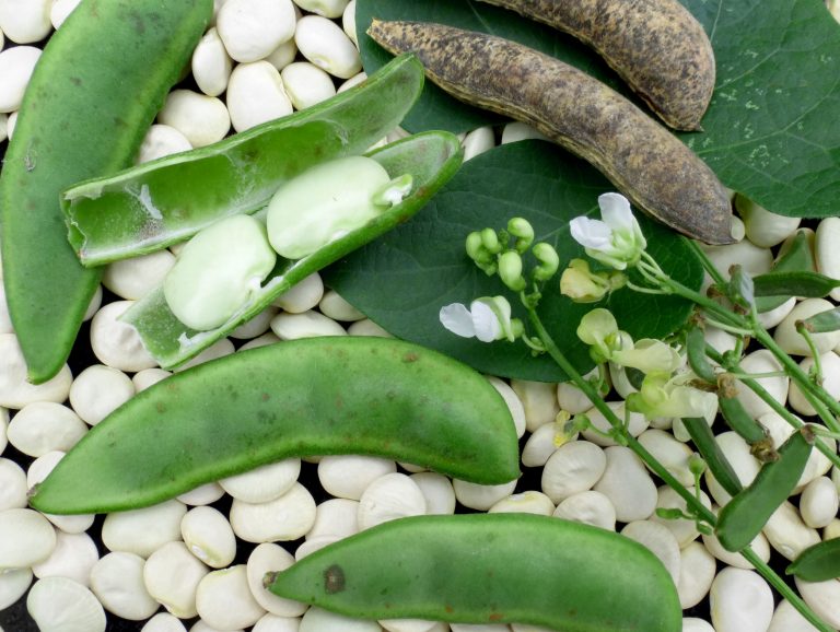 Lima Bean Information and Health Benefits